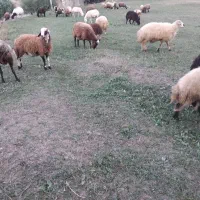 فروشی گوسفند