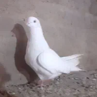 سفید نر|پرنده|میاندوآب, |دیوار