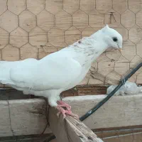 طوقی