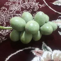 حاصل گیردوی ۱۴۰۴|خوردنی و آشامیدنی|قم, علی آباد|دیوار