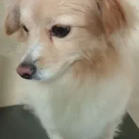 سگ پامر اشپیتز  هفت ماهه