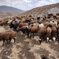 بره ماده شیشک|حیوانات مزرعه|زاغه, |دیوار