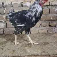 خروس