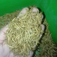 لارو میلورم خشک و زنده|حیوانات مزرعه|اصفهان, سرچشمه|دیوار