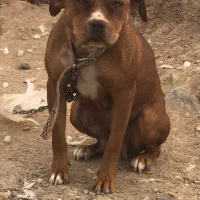 پیتبول اصل تریر