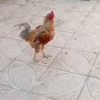 خروس سلطانی