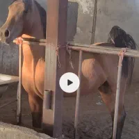فروش اسب دره شوری