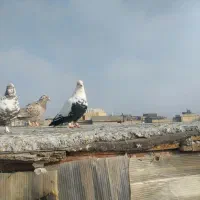 یک جفت چتن نرماده گم شده