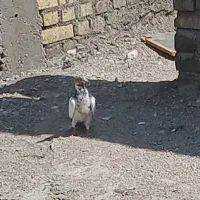 کبوتر رنگی|پرنده|اهواز, زرگان|دیوار