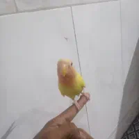 طوطی صورت هلویی|پرنده|فهرج, |دیوار