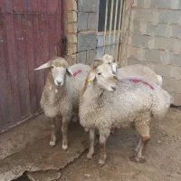 بره نر موقانی