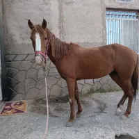 اسب