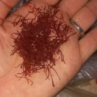 زعفران تازه اصل