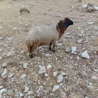 میش|حیوانات مزرعه|چوار, |دیوار