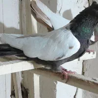 کفتر|پرنده|حسین آباد, |دیوار