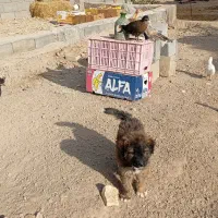 توله قدرجونی|سگ|پیر بکران, |دیوار