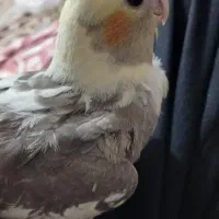 گمشده منصوریه|حیوانات|بهبهان, |دیوار