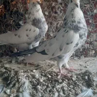 کبوتر پرشی|پرنده|مبارکه, |دیوار