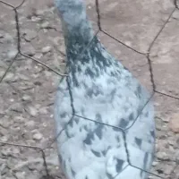 سارنرمست