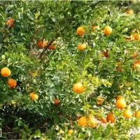 زمین 100 متری در بافت دارای پروانه درخلیل شهر|فروش زمین و ملک کلنگی|خلیل شهر, |دیوار