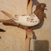 کفتر ماده بزن|پرنده|کازرون, |دیوار