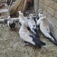 کبوتر دمی|پرنده|شیراز, حومه شیراز|دیوار