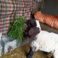 بره‌.میش.بز.بیگ|حیوانات مزرعه|دزفول, |دیوار