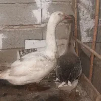 قوقاز ی جفت