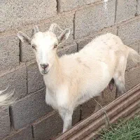بز سانن