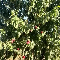 فروش زمین با مجوز گلخانه هیدروپونیک چاه نیمه عمیق|فروش دفتر صنعتی، کشاورزی، تجاری|کامیاران, |دیوار