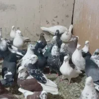 سلام کبوتر پرشی هما