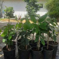 آووکادو پیوندی اصلاح شده