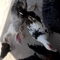 بوقلمون وخروس و اردک خارجی|حیوانات مزرعه|کوهدشت, |دیوار