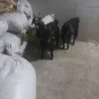 بزغاله خرج خور بزرگ|حیوانات مزرعه|قم, شاه ابراهیم|دیوار