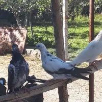 کفتر پاکستانی|پرنده|نیر (اردبیل), |دیوار