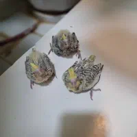 جوجه عروس هلندی|پرنده|کرج, کوی فرهنگ|دیوار