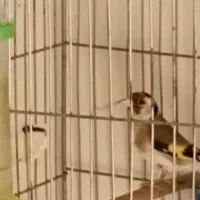 سهره چونه خطی یک سال قفس