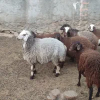 بره ماده هترو|حیوانات مزرعه|هرسین, |دیوار