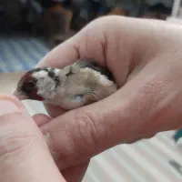 سهره نر داغسر