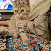 بچه گربه بریتیش از ۱۰ تا ۱۲