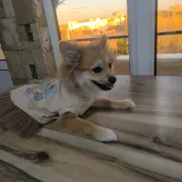 پامرین|سگ|قزوین, |دیوار