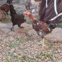 ۴۳۰۰۰۰|حیوانات مزرعه|رستم, |دیوار