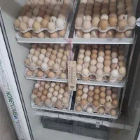 دستگاه جوجه کشی 1000تایی نو نو سالم  تضمین