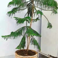 گل کاج