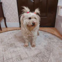 سگ شیتزو ماده