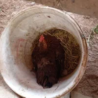 کار|حراج|شادگان, |دیوار