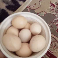 فروش تخم مرغ لاری