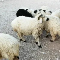 بره نرو ماده