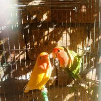 عروس هلندی،طوطی برزیلی،مرغ عشق|پرنده|سنندج, |دیوار