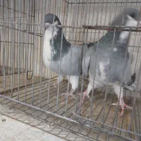 جفت شهری سبز|پرنده|شیراز, گویم|دیوار